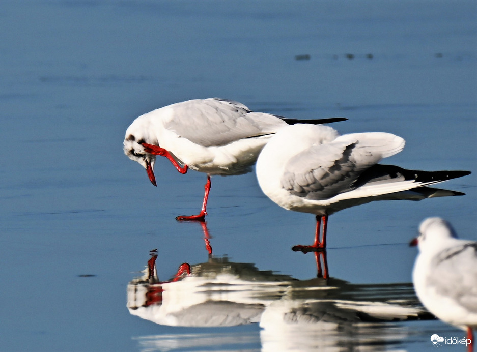 Balatonföldvár