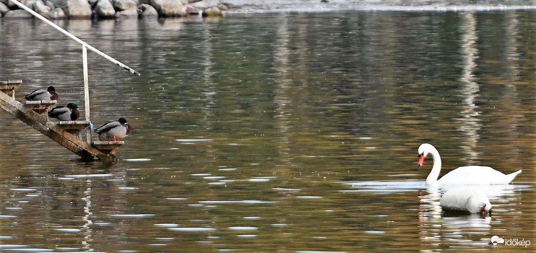 A Kacsa Szíházban ma a Hattyúk tava ment...