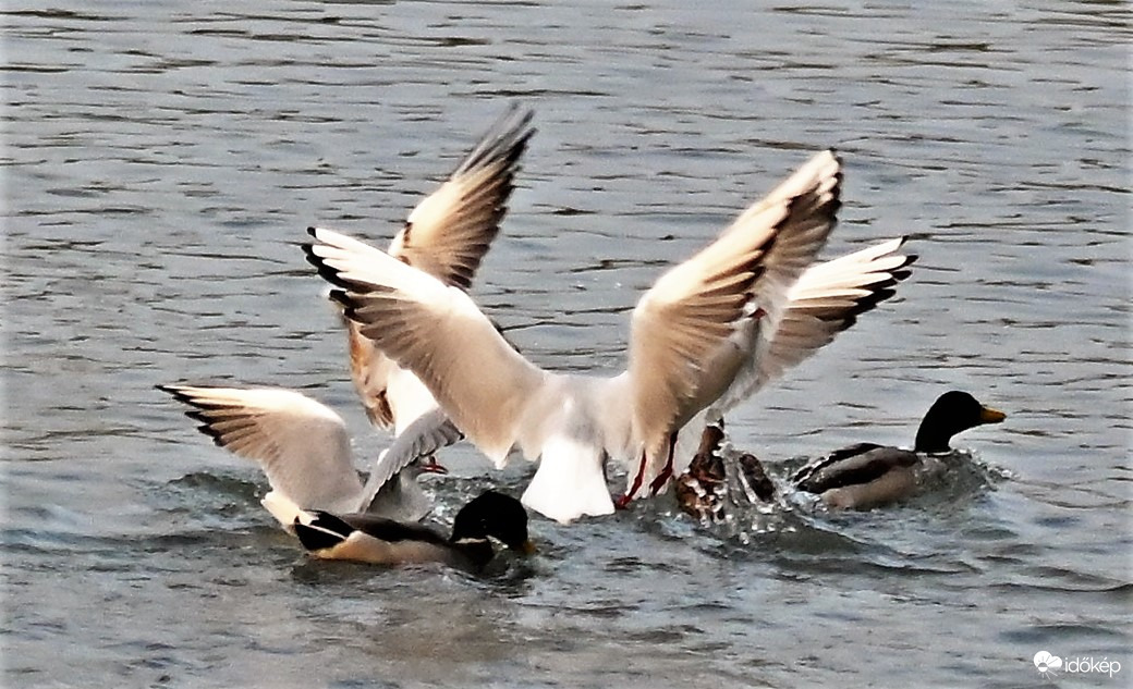 Sirályok vs. Kacsák pankráció