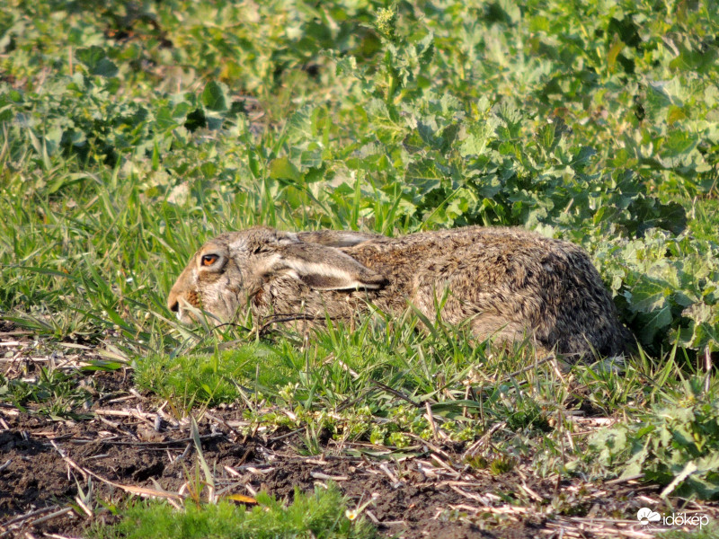 Lapuló ösztön (csak még kicsi a vetés)