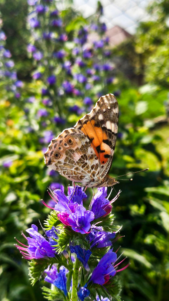 Bogáncslepke-Vanessa cardui