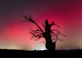 Sarki fény és a nagylózsi öreg tölgy