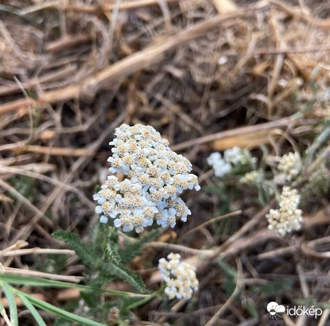 Cickafark az év gyógynövénye