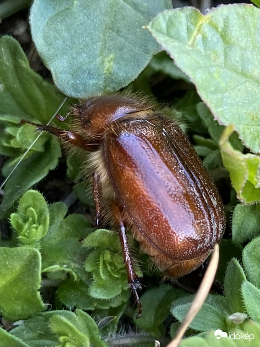 Cserebogár, sárga cserebogár...