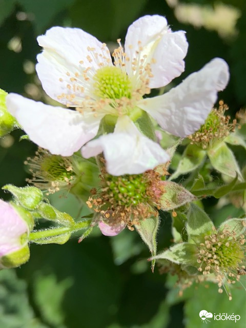 Virágzik a fekete szeder