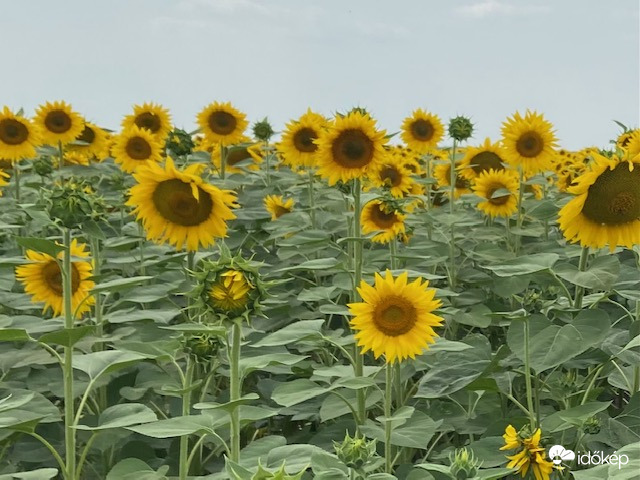 Hőség a napraforgó táblában