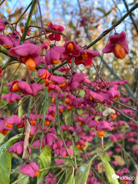 Gazdag őszi termés