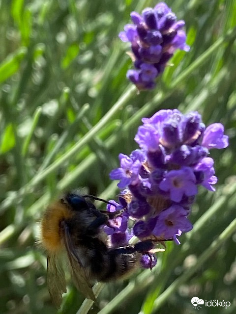 Munkában a beporzók
