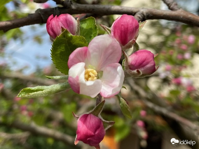 Virágzik az almafa