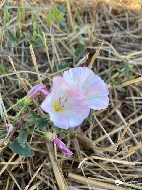 Virágzás a szárazságban