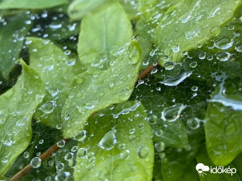 Pókháló eső után