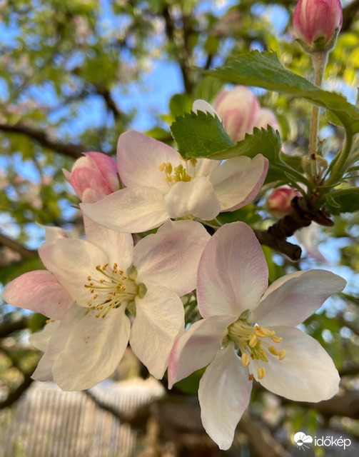 Húsvét hétfőn virágba borulás