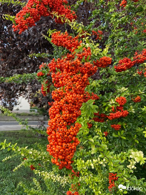 Meseszép madárberkenye