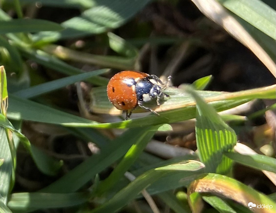 Katalinka szállj el...