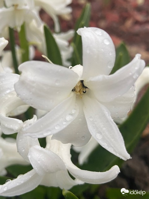 Esik eső, szép csendesen...