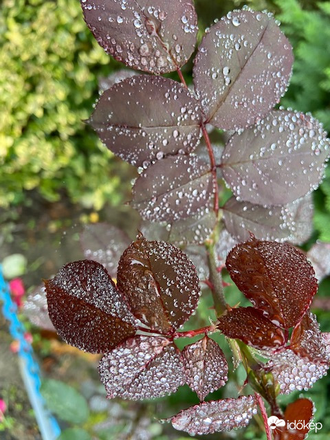 Ezüstbe öltözött