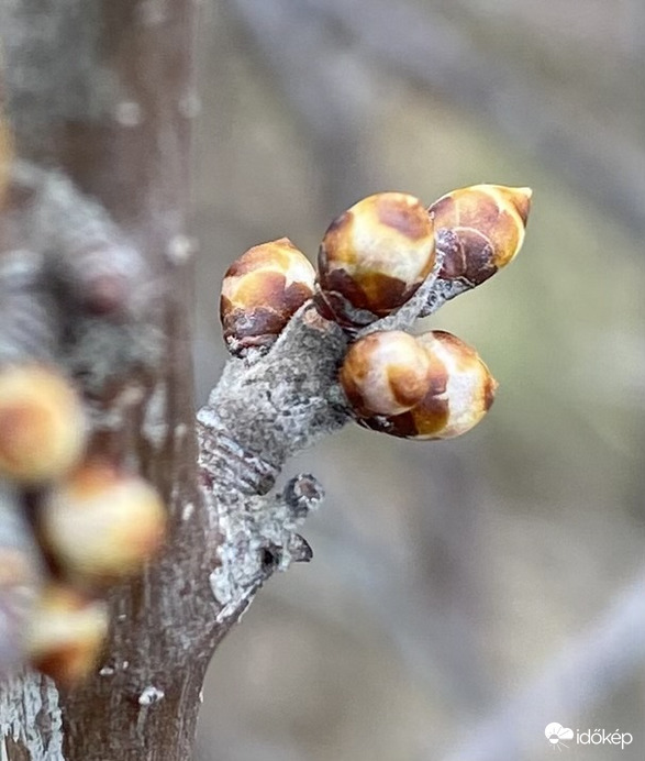 Kökény virágzás előtt