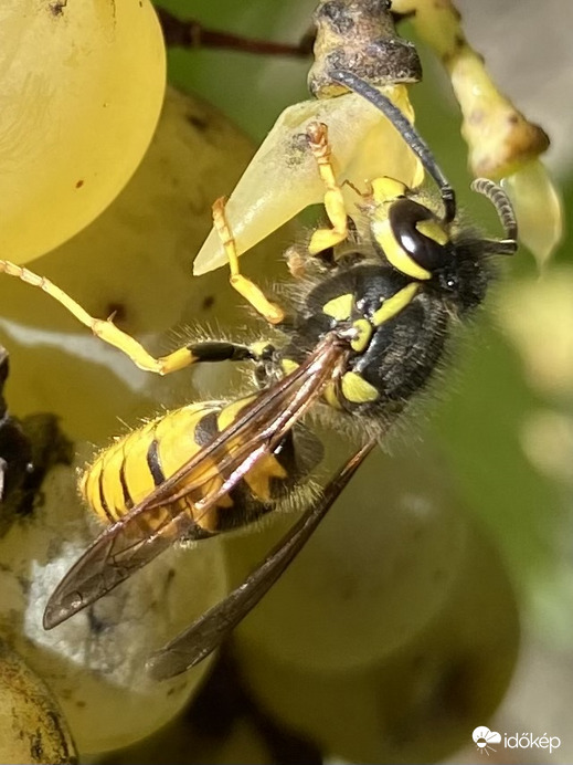 Még egy kis nektárt szeretnék...