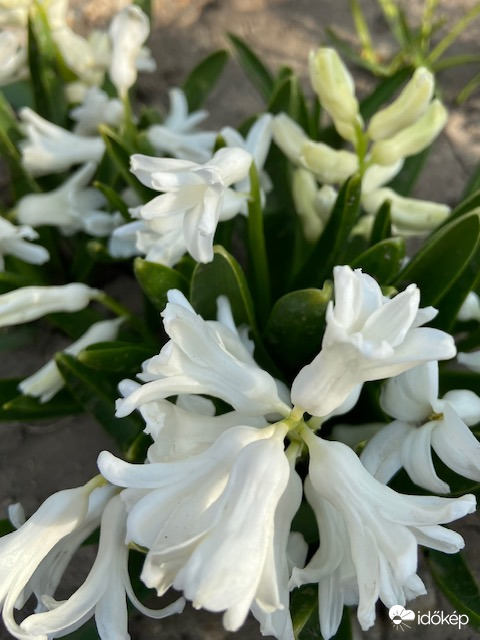 Nagyon várjuk már  az esőt!