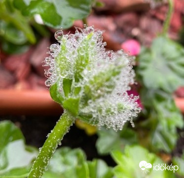 Gyöngyöző november