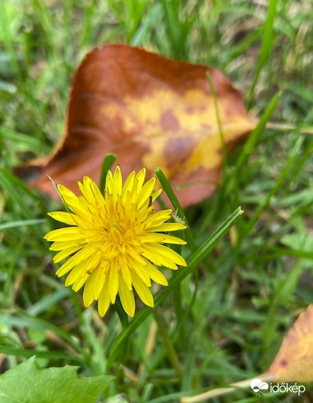 Őszi levelek között