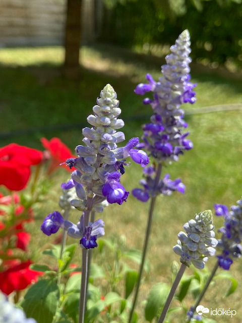 Perzselő hőségben