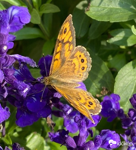 Tarka lepke ide-oda repked...