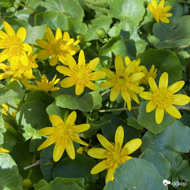 Virágba borultak a mezők