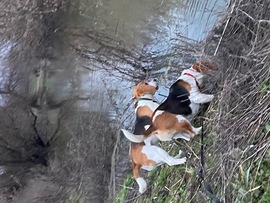 Optimális vízszint