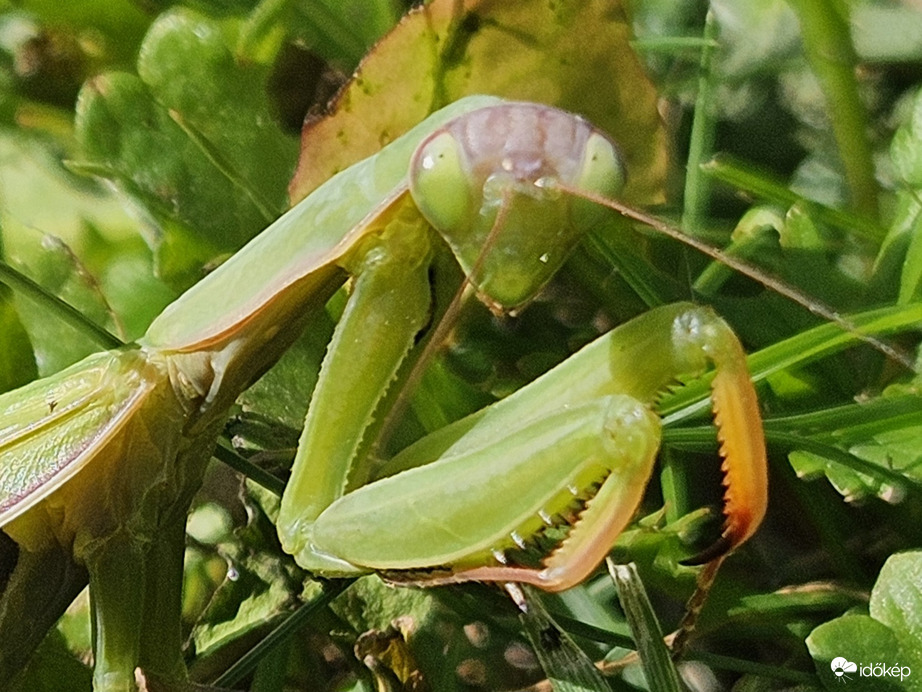 Imádkozik a jó időért