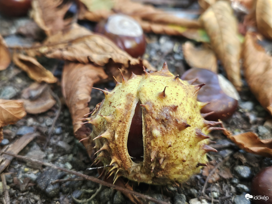 Szeptember nyomokban őszt tartalmaz!