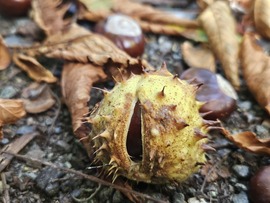 Szeptember nyomokban őszt tartalmaz!