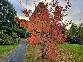 Kőszegen jár az ősz