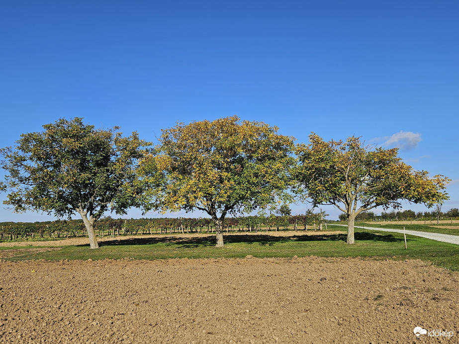 A három diófa