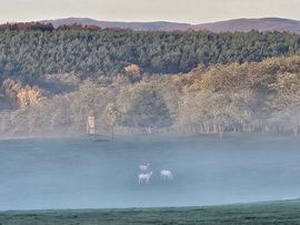 Lovak a reggeli ködben