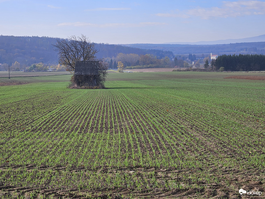 Szépen iperedik az őszi vetés az esők után az Alpokalján