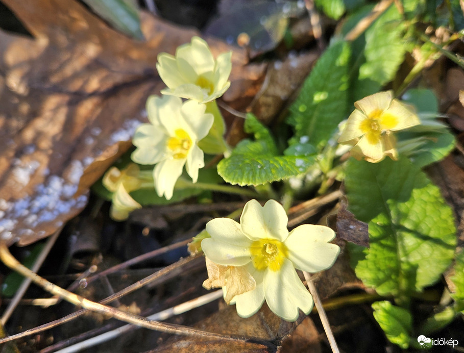 A természet órája is tévedhet. 2026.január 4.