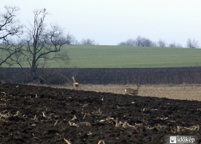 Perkáta