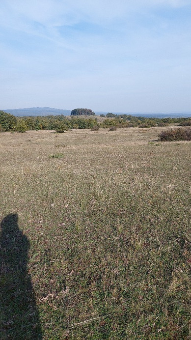 Szőc