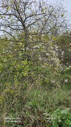 Halimba