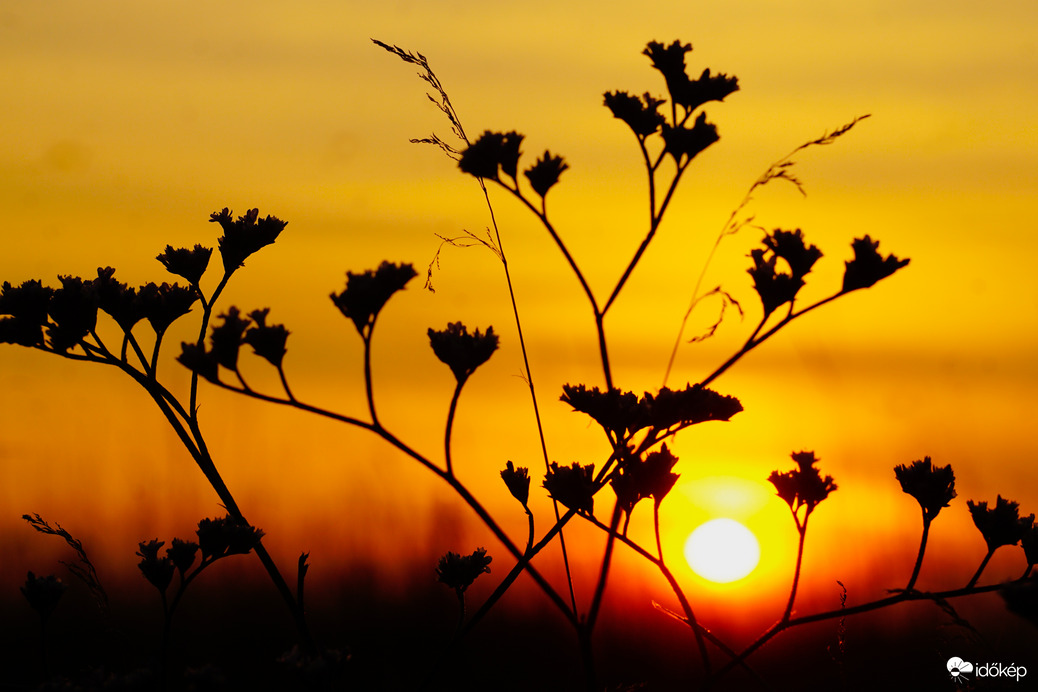 Sóvirág és az alkony 