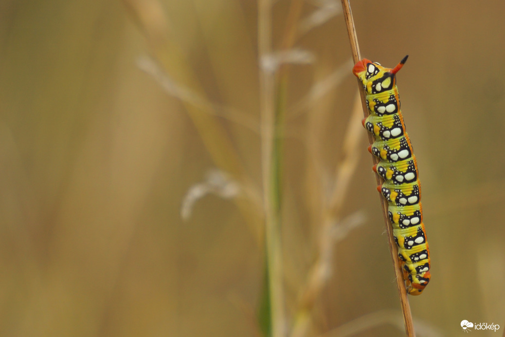 Kutyatejszender hernyója