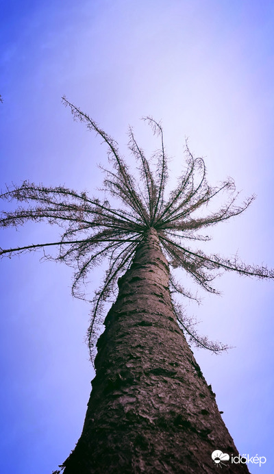 Égig érő fa