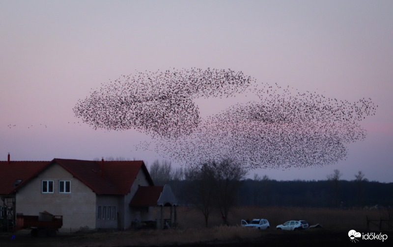 cumulus sturnus vulgaris :)