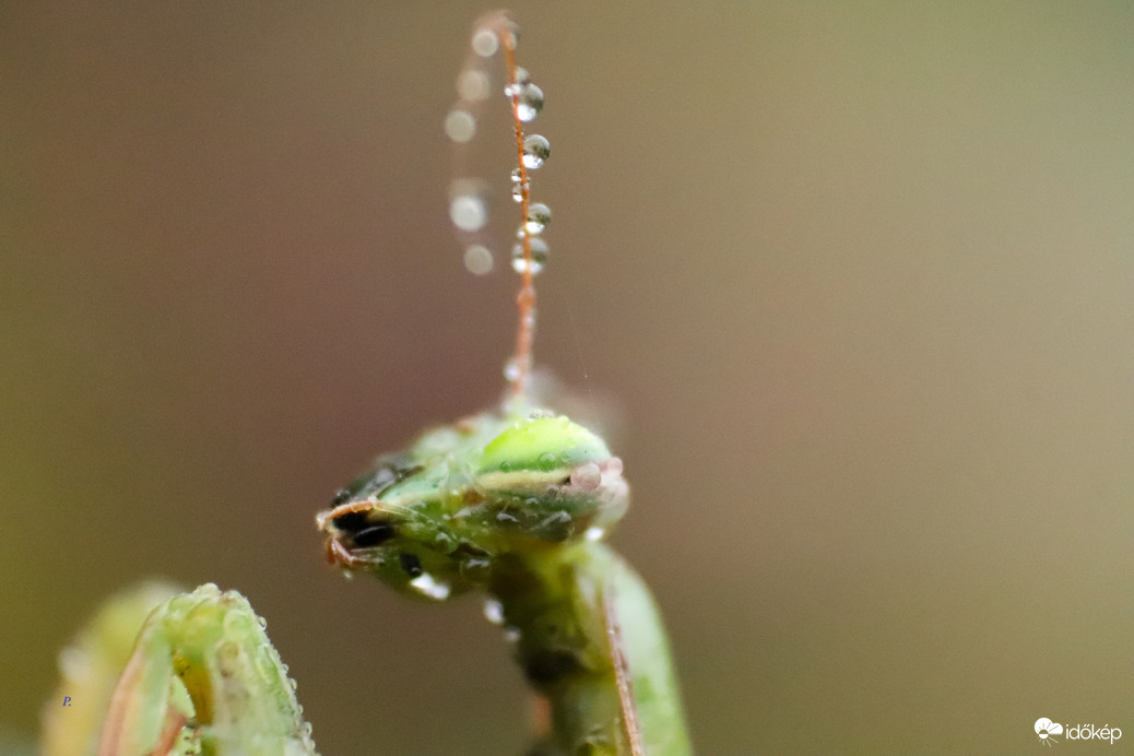 Párás,ködös reggel