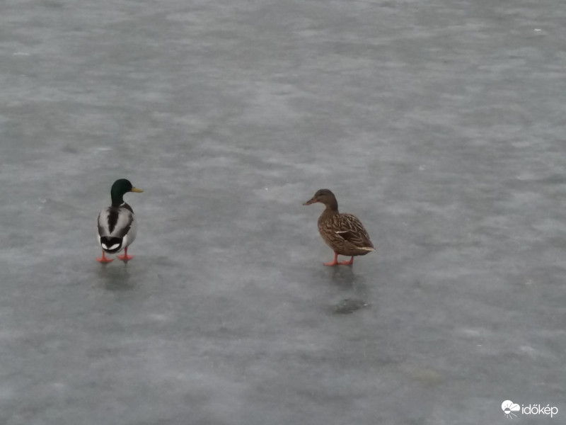 Kacsatánc a jégen...