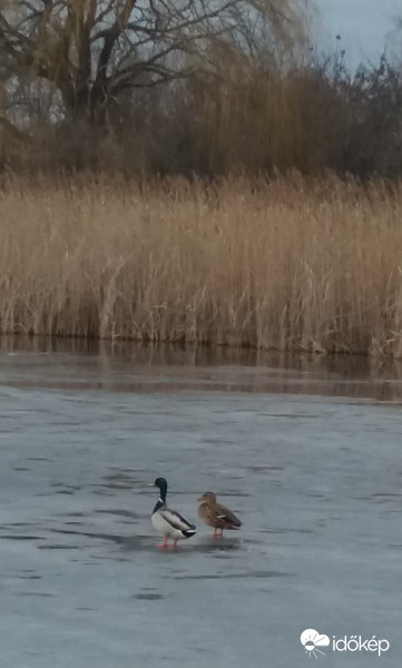 Nézd,ott már elolvadt a jég!