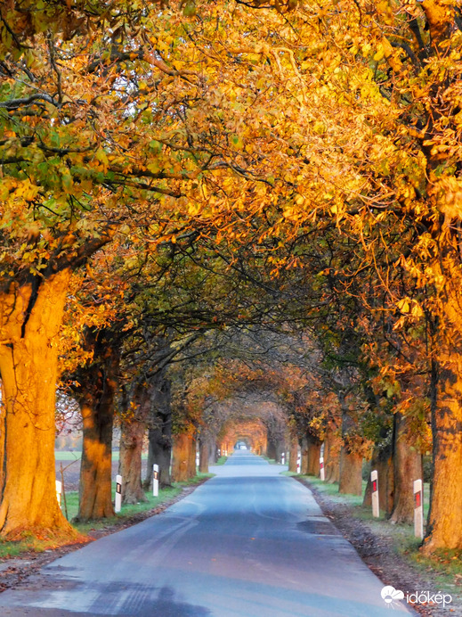 A szigetközi vadgesztenyesor