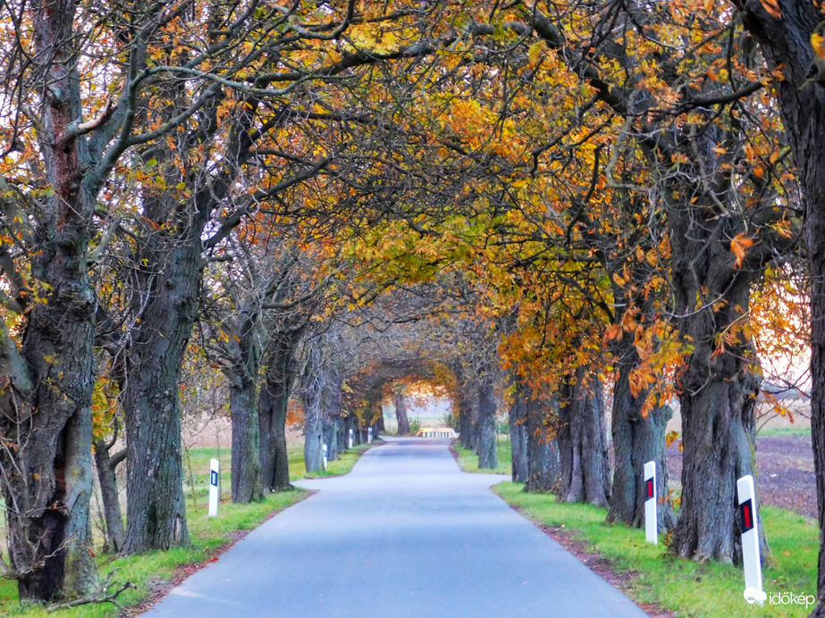 Szigetközi vadgesztenyesor