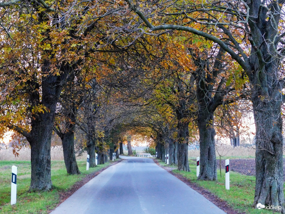 Szigetközi vadgesztenyesor